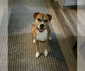 Boxer Dogs for adoption in Stanwood, WA, USA