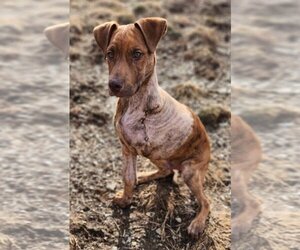 Plott Hound-Unknown Mix Dogs for adoption in Walnutport, PA, USA