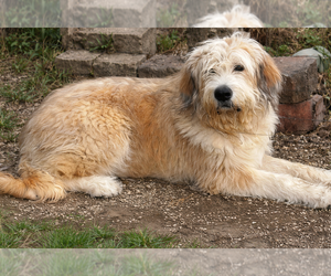 Great Pyrenees-Unknown Mix Dogs for adoption in Evansville, IN, USA