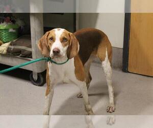 American Foxhound Dogs for adoption in Modesto, CA, USA