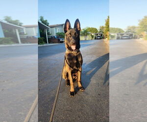 Medium Photo #1 Mutt Puppy For Sale in Imlay City, MI, USA