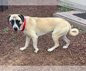 Mastiff Dogs for adoption in Alturas, CA, USA