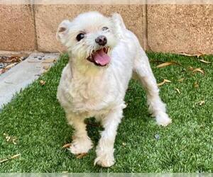 Maltese Dogs for adoption in Moreno Valley, CA, USA