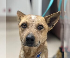 Mutt Dogs for adoption in Kanab, UT, USA