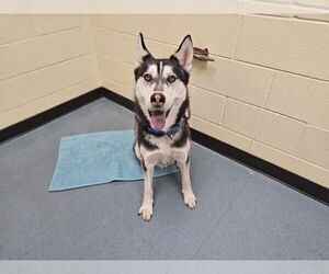 Siberian Husky Dogs for adoption in Denver, CO, USA