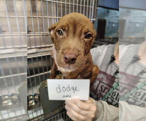 American Pit Bull Terrier-Unknown Mix Dogs for adoption in Evansville, IN, USA