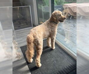 Golden Retriever Dogs for adoption in Fremont, CA, USA