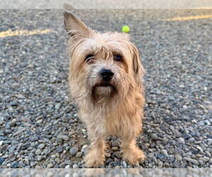 Mutt Dogs for adoption in Santa Cruz, CA, USA