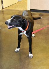 Borador Dogs for adoption in Rockwall, TX, USA