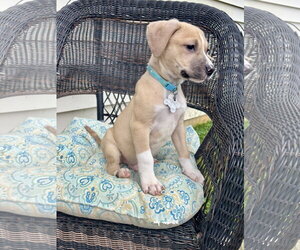 American Pit Bull Terrier-Black Mouth Cur Mix Dogs for adoption in Holly Springs, NC, USA