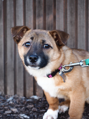 Medium Photo #1 Pembroke Welsh Corgi-Unknown Mix Puppy For Sale in Palo Alto, CA, USA