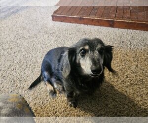 Medium Photo #1 Dachshund Puppy For Sale in Hoisington, KS, USA