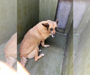 German Shepherd Dog Dogs for adoption in Downey, CA, USA