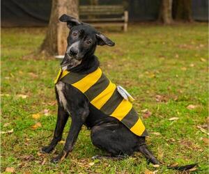 Labrador Retriever-Unknown Mix Dogs for adoption in Murfreesboro, TN, USA