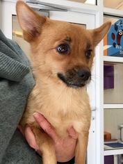 Pomeranian Dogs for adoption in Columbus, IN, USA