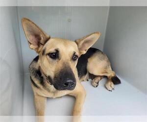 German Shepherd Dog Dogs for adoption in Houston, TX, USA