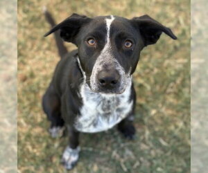 Border Collie-Unknown Mix Dogs for adoption in Canton, CT, USA