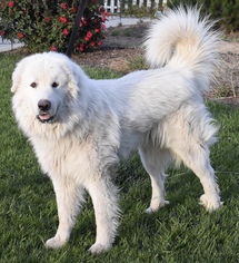 Great Pyrenees Dogs for adoption in Palo Alto, CA, USA
