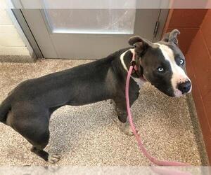 American Pit Bull Terrier Dogs for adoption in Pueblo, CO, USA