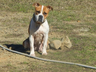 Bull-Boxer Dogs for adoption in Northport, AL, USA