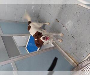 Pointer Dogs for adoption in Standish, MI, USA