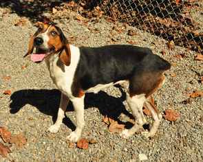Treeing Walker Coonhound Dogs for adoption in Marble, NC, USA