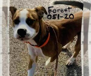 Boxer Dogs for adoption in Zanesville, OH, USA