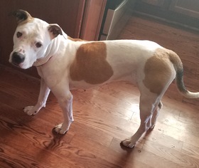 Bullypit Dogs for adoption in Livonia, MI, USA