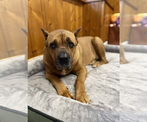 Mutt Dogs for adoption in Raleigh, NC, USA