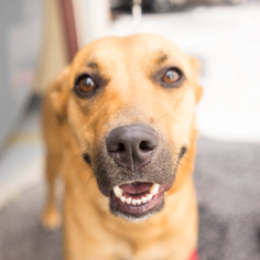 Medium Photo #1 American Pit Bull Terrier-Labrador Retriever Mix Puppy For Sale in Birdsboro, PA, USA