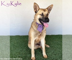 German Shepherd Dog-Unknown Mix Dogs for adoption in San Diego, CA, USA