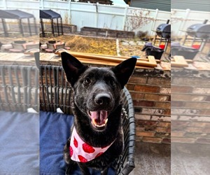 - Mix Dogs for adoption in Sandy, UT, USA