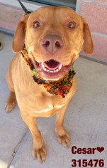 Mastador Dogs for adoption in San Antonio, TX, USA