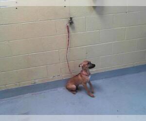 American Pit Bull Terrier-Unknown Mix Dogs for adoption in Tulsa, OK, USA