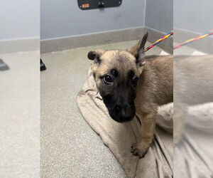 Mutt Dogs for adoption in Las Vegas, NV, USA