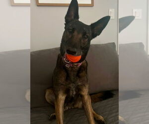 Mutt Dogs for adoption in Stevens Point, WI, USA