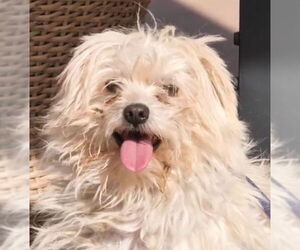 Medium Photo #2 Bichon Frise-Unknown Mix Puppy For Sale in Lake Forest, CA, USA