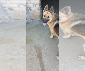 Medium Photo #7 German Shepherd Dog Puppy For Sale in Montgomery, AL, USA