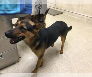 German Shepherd Dog Dogs for adoption in Riverside, CA, USA