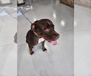 American Pit Bull Terrier Dogs for adoption in Temple, TX, USA