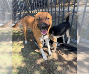 German Shepherd Dog-Unknown Mix Dogs for adoption in Riverside, CA, USA