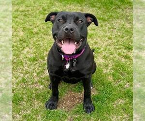 Labrador Retriever-Unknown Mix Dogs for adoption in Aurora, CO, USA