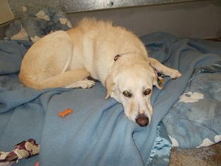 Labrador Retriever Dogs for adoption in Lemoore, CA, USA