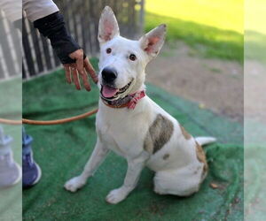 Mutt Dogs for adoption in Long Beach, CA, USA