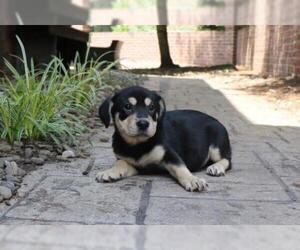 Ba-Shar Dogs for adoption in Mechanicsburg, PA, USA