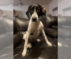 German Shorthaired Pointer-German Wirehaired Pointer Mix Dogs for adoption in Okeechobee, FL, USA