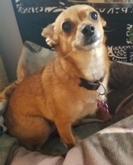 Chihuahua Dogs for adoption in Sistersville, WV, USA