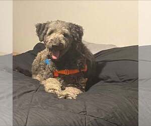 Labradoodle Dogs for adoption in Plainfield, IL, USA