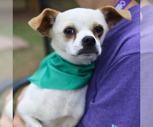 Chihuahua-Unknown Mix Dogs for adoption in San Antonio, TX, USA