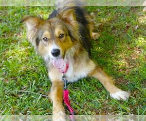 Australian Shepherd-Unknown Mix Dogs for adoption in Tallahassee, FL, USA